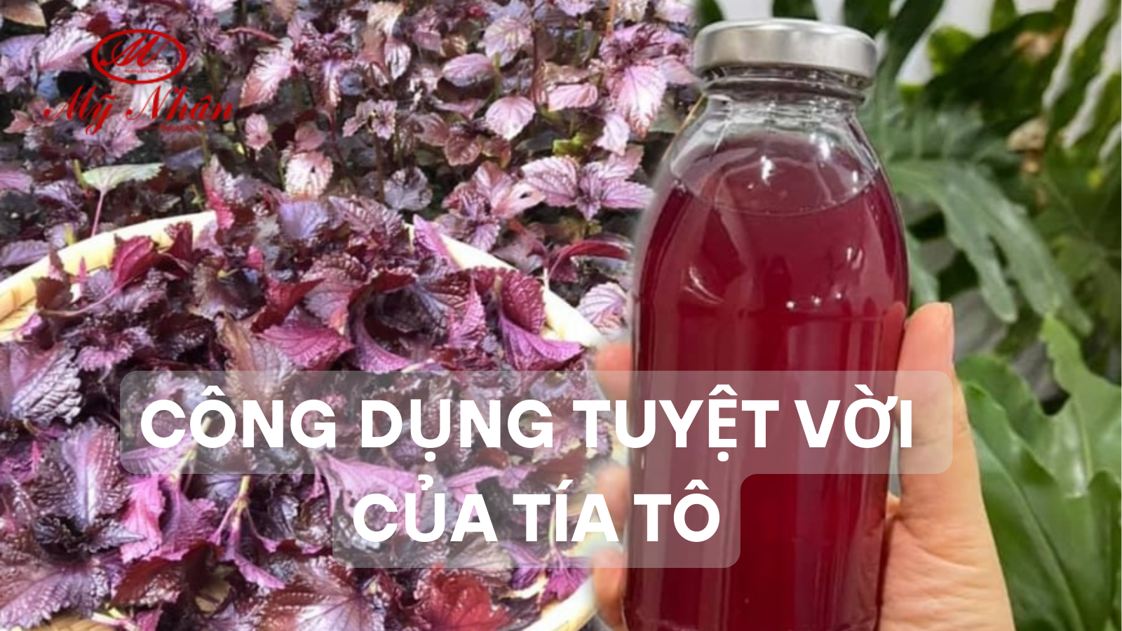 Công Dụng Tuyệt Vời Của Tía Tô